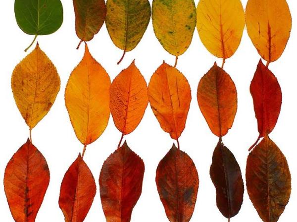 Kaj barva prsi pove o vašem zdravju